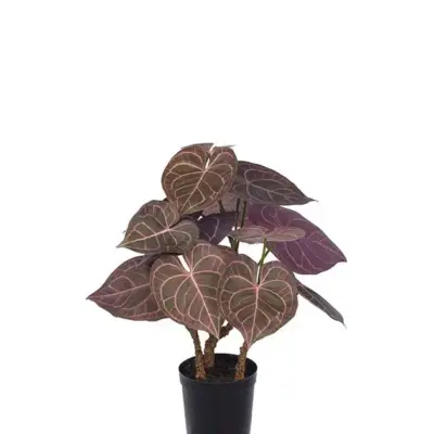 Planta ANTHURIUM Burdeos Artificial 60 cm