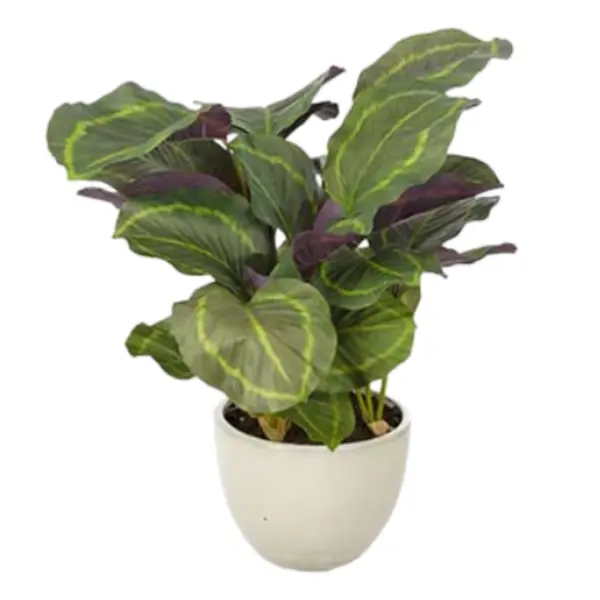 Artificial Plant CALATHEA 65 cm