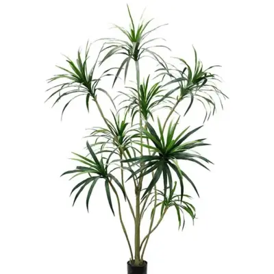 Dracena Palm 240 cm