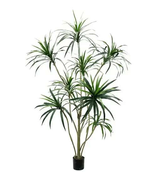 Dracena Palm 240 cm