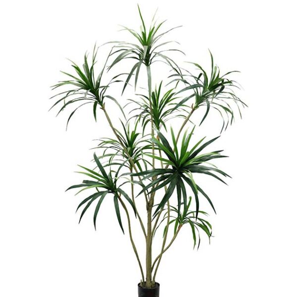 Palmera Dracena 240 cm