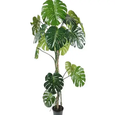 Monstera 180