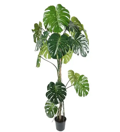 Monstera 180