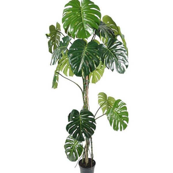 Pack 2 Plantes Monstera Artificielles 180cm