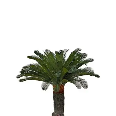 Cycas palm 130 cm