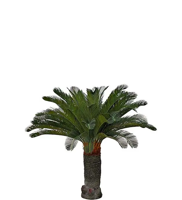 Cycas palm 130 cm