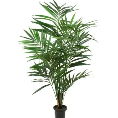 Kentia Palm 150