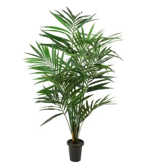 Kentia Palm 150