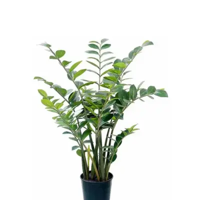 Planta Verde Grande Zamifolia Artificial 130cm