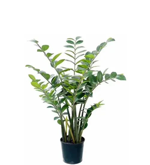 Grande Plante Verte Zamifolia Artificielle 130cm